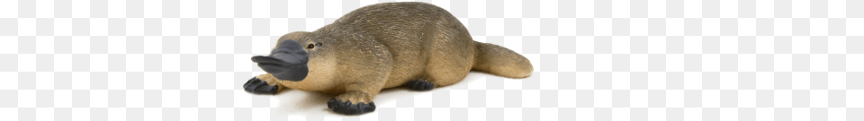 Duck Billed Platypus, Animal, Mammal, Rat, Rodent Png Image