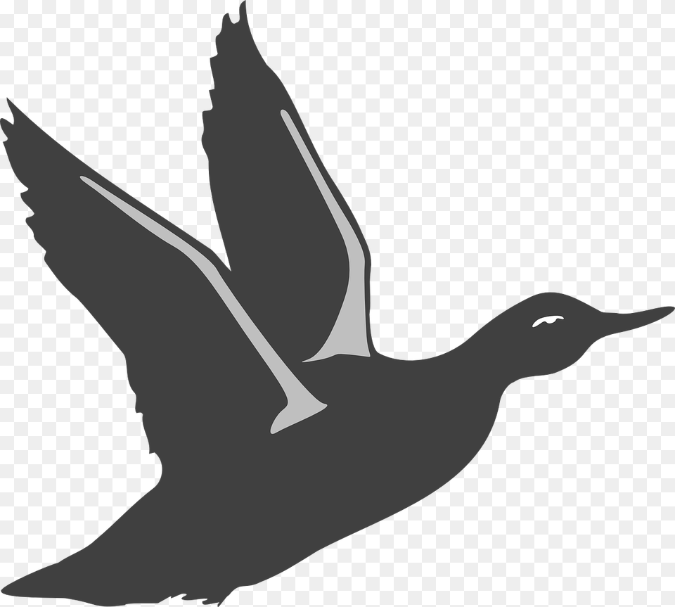 Duck Bird Flying Wings Animal Beak Feathers Bird Take Off Silhouette, Person, Waterfowl, Anseriformes, Goose Free Transparent Png