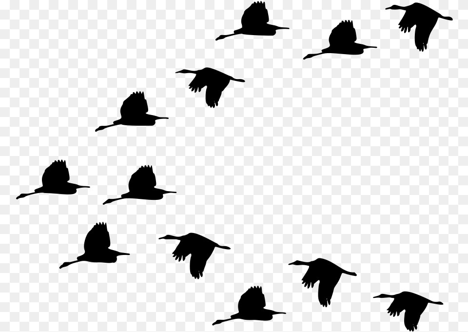 Duck Bird Migration Goose Mallard Bird Gif Transparent, Gray Png Image
