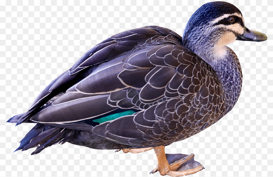 Duck Bird Poultry Plumage Cut Out Isolated Mallard, Animal, Anseriformes, Teal, Waterfowl Png Image