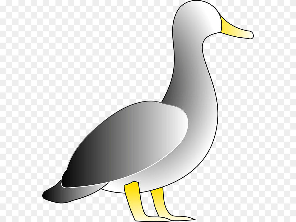 Duck Bird White Water Fowl, Animal, Waterfowl, Goose, Anseriformes Png Image