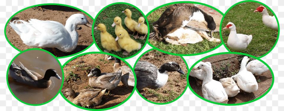 Duck Breeds In Kenya Many Varieties Of Duck, Animal, Bird, Chicken, Fowl Free Png Download