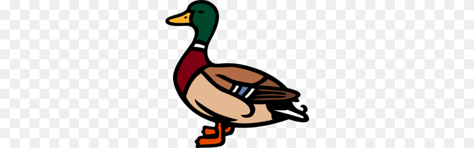 Duck Clip Art, Animal, Anseriformes, Bird, Waterfowl Png