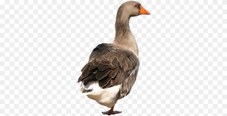 Duck Clip Art Duck, Animal, Bird, Goose, Waterfowl Png