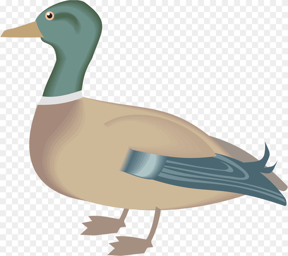 Duck Clipart, Animal, Anseriformes, Bird, Waterfowl Free Png