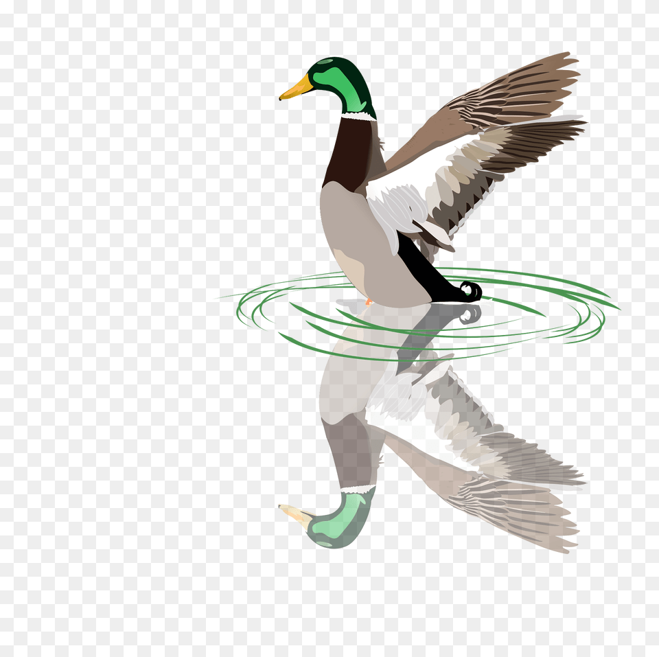 Duck Clipart, Animal, Bird, Mallard, Waterfowl Png Image