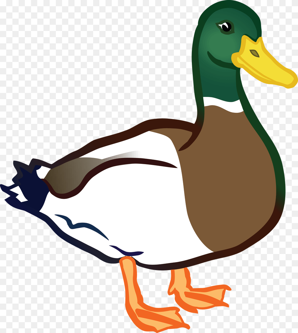 Duck Clipart Animal, Anseriformes, Bird, Waterfowl, Mallard Free Transparent Png