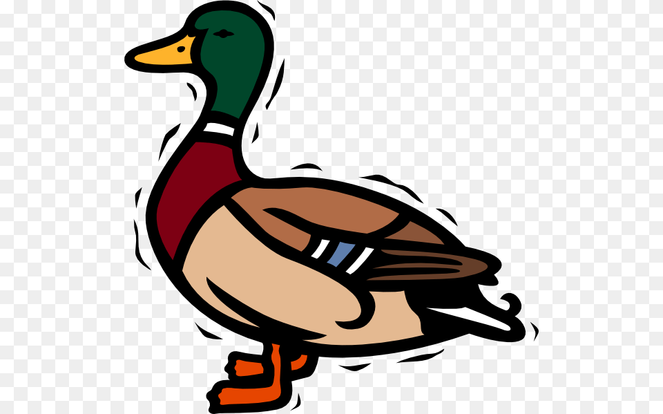 Duck Clipart Background, Animal, Anseriformes, Bird, Waterfowl Png Image