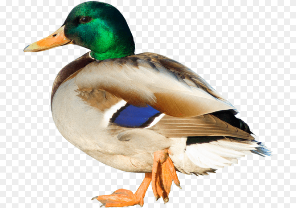 Duck Clipart Duck, Teal, Animal, Bird, Mallard Free Png