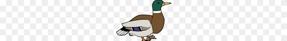 Duck Clipart Duck Clip Art, Animal, Anseriformes, Bird, Waterfowl Free Png Download