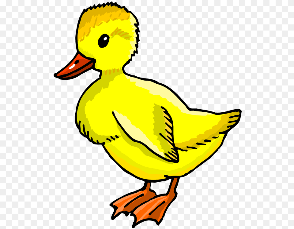 Duck Clipart Duckling, Animal, Beak, Bird Free Png Download