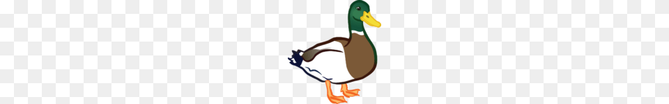 Duck Clipart Ducks Clip Art, Animal, Bird, Anseriformes, Waterfowl Free Transparent Png