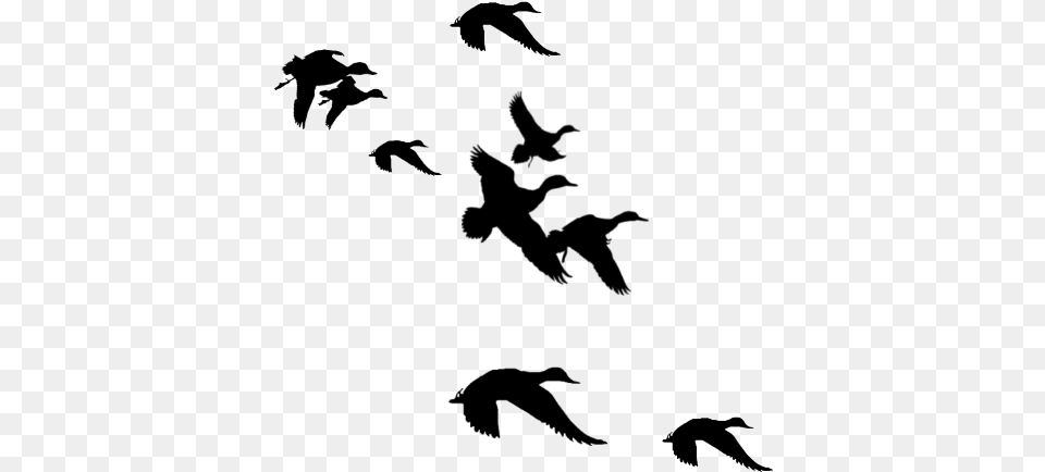 Duck Clipart Pond Clipart Duck Pond Transparent Ducks Flying Black And White, Gray Png