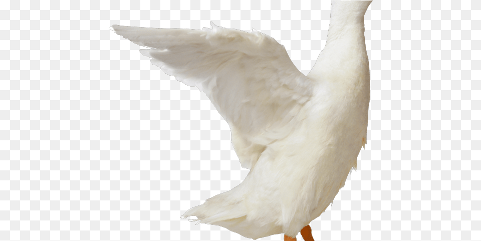 Duck Clipart Side View White Duck, Animal, Bird, Goose, Waterfowl Free Transparent Png