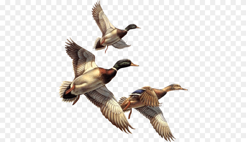 Duck Clipart Winter Flying Ducks, Animal, Anseriformes, Bird, Waterfowl Free Transparent Png
