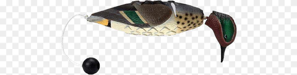 Duck Dog Training Bumper, Teal, Animal, Beak, Bird Free Png Download