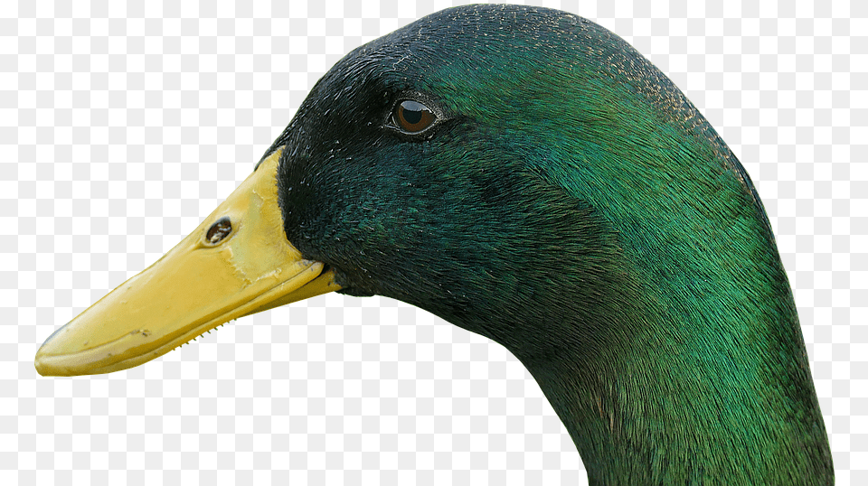 Duck Drake Bill Bird Water Bird Animal Duck Bird Mallard, Waterfowl, Beak, Teal, Anseriformes Png