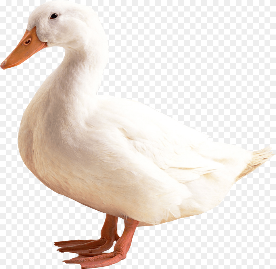 Duck Duck, Animal, Bird, Anseriformes, Waterfowl Png Image