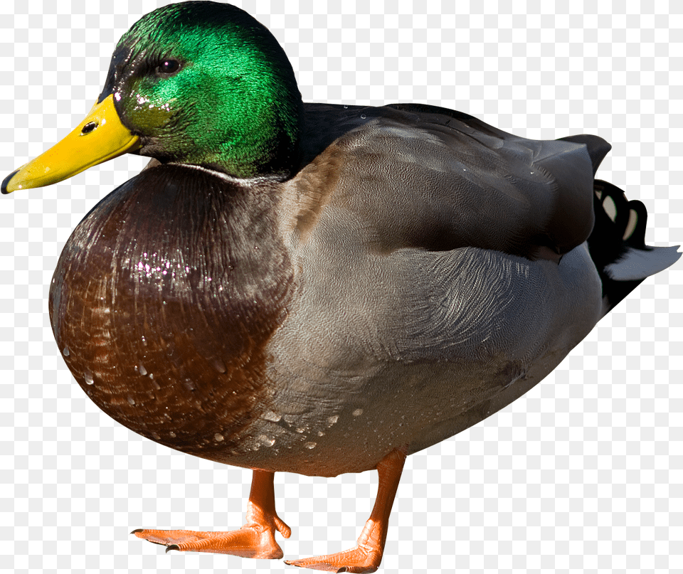Duck Duck, Teal, Animal, Bird, Mallard Png