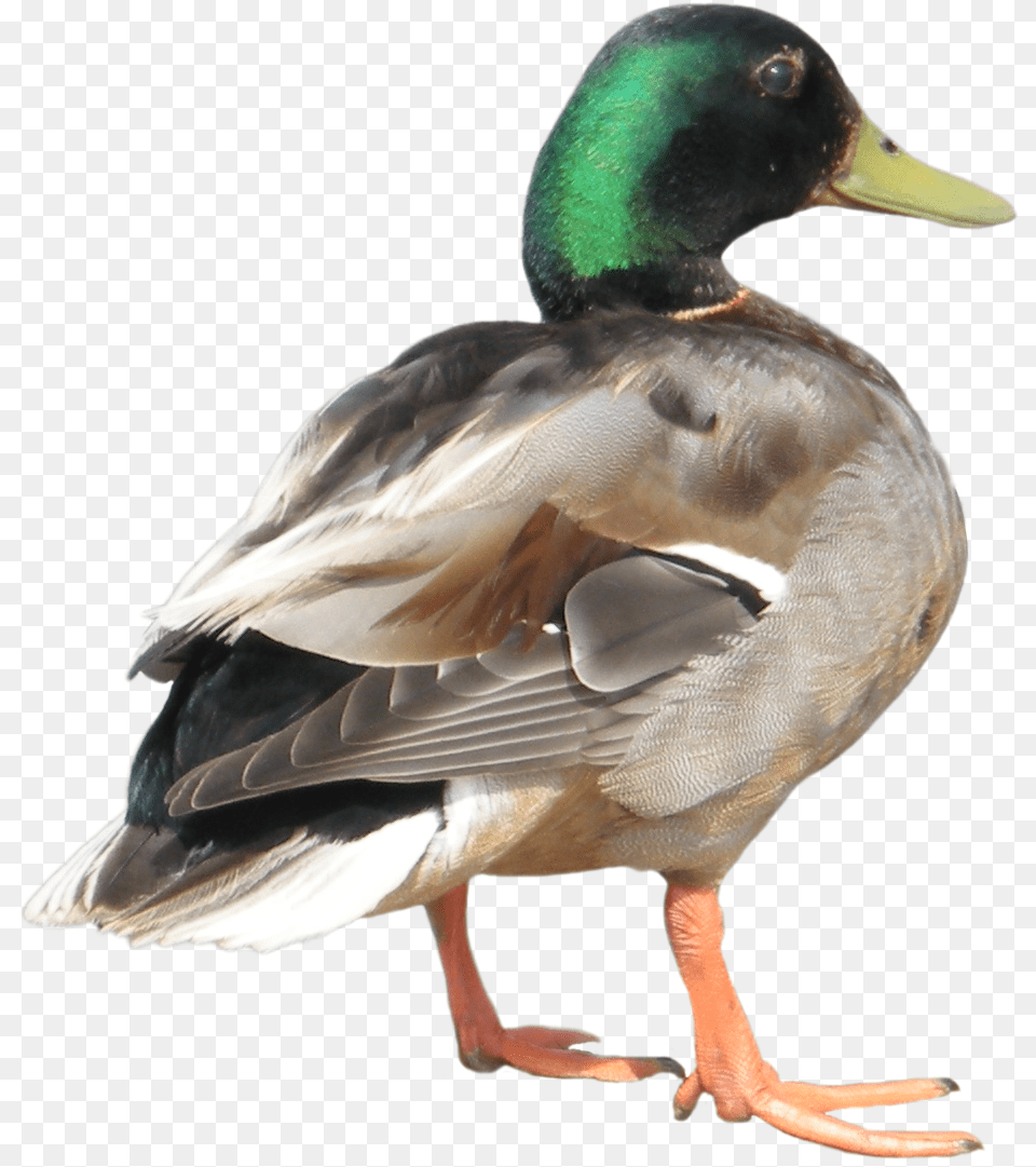 Duck Duck Transparent Background, Animal, Anseriformes, Bird, Waterfowl Free Png