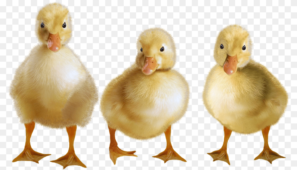 Duck Duckling Animal, Beak, Bird Free Transparent Png
