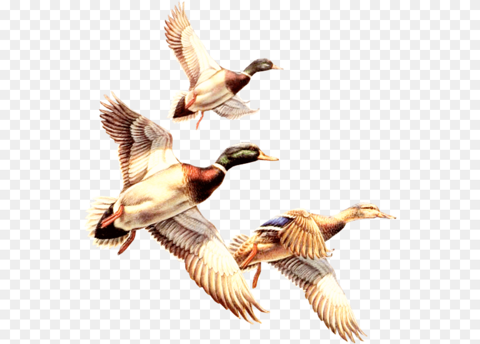 Duck Ducks Gooses Geese Bird Birds Goosebombs Clipart Ducks, Animal, Anseriformes, Waterfowl, Flying Free Png Download