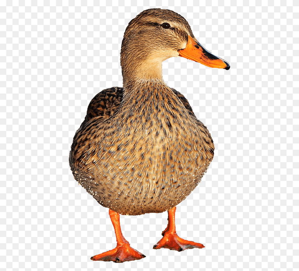 Duck Female, Animal, Anseriformes, Bird, Waterfowl Free Png