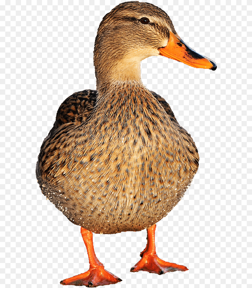 Duck Female Transparent Duck, Animal, Anseriformes, Beak, Bird Png