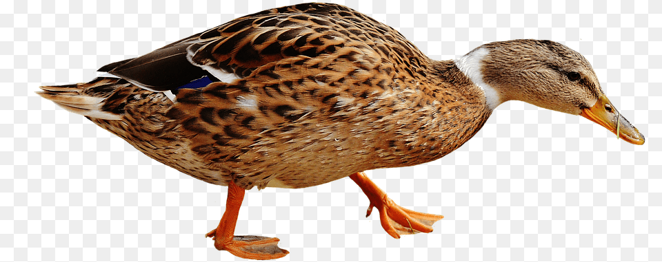 Duck Images Backgrounds Duck Gambar Bebek, Animal, Bird, Mallard, Waterfowl Free Transparent Png