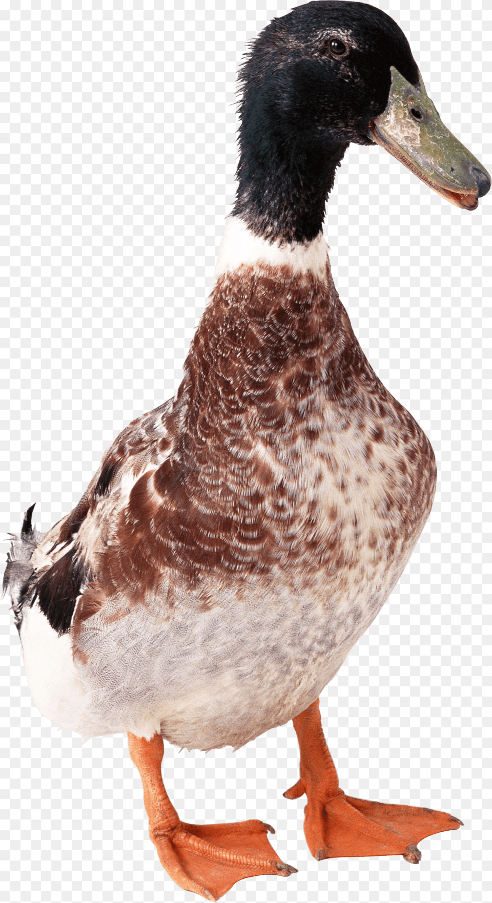 Duck Front, Animal, Anseriformes, Bird, Waterfowl Free Transparent Png