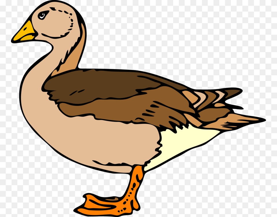 Duck Goose, Animal, Bird, Waterfowl, Anseriformes Png Image