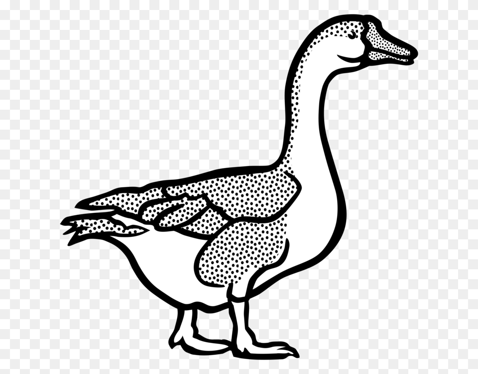 Duck Goose American Pekin Mallard Black And White, Animal, Anseriformes, Bird, Waterfowl Free Png