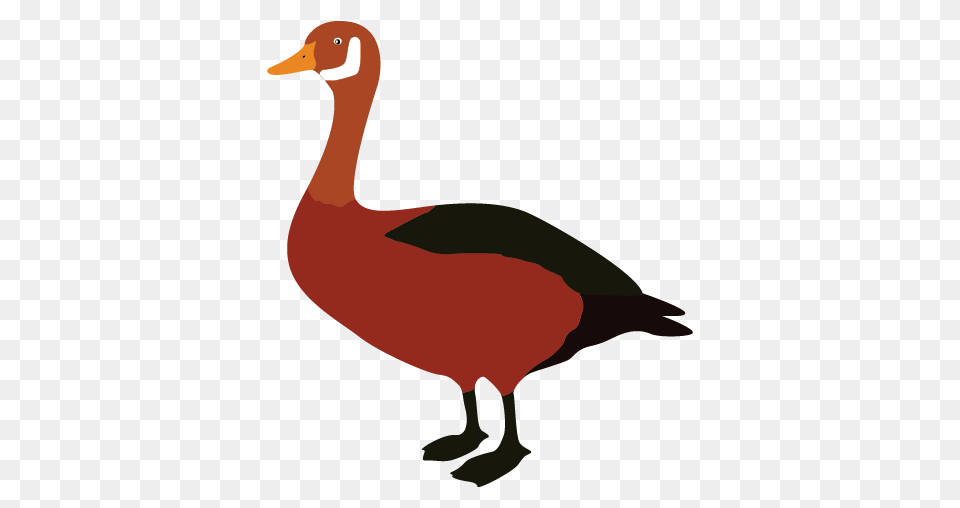 Duck Goose Clip Art, Animal, Anseriformes, Bird, Waterfowl Free Png