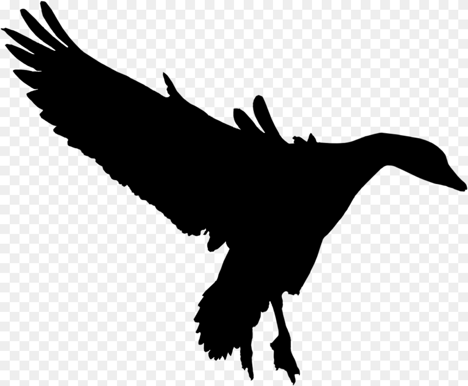 Duck Goose Fauna Feather Silhouette Bird Of Prey, Gray Png