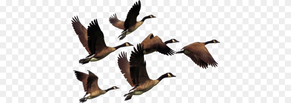 Duck Goose Fowl Line Art, Animal, Bird, Flying, Waterfowl Png