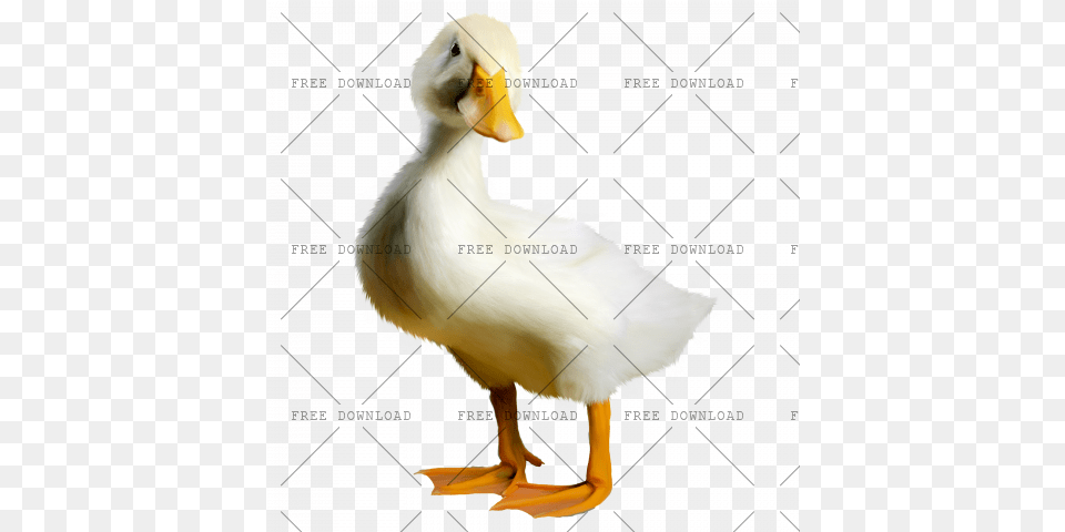 Duck Goose Swan Bird Image With, Animal, Beak, Waterfowl, Anseriformes Free Png