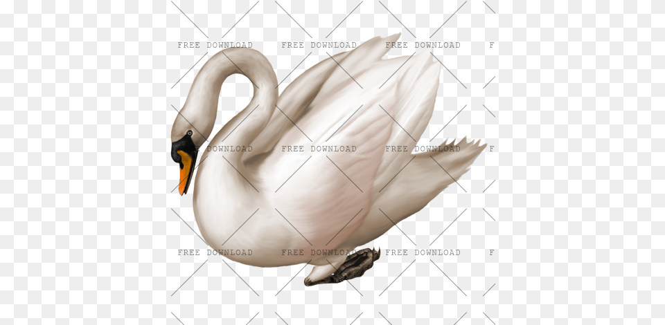 Duck Goose Swan Bird With Transparent, Animal, Fish, Sea Life, Shark Png Image