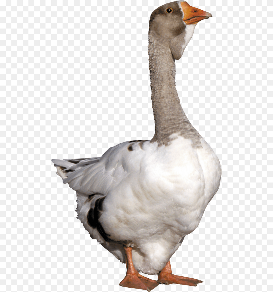 Duck Grey Goose Duck, Animal, Bird, Waterfowl, Anseriformes Png Image