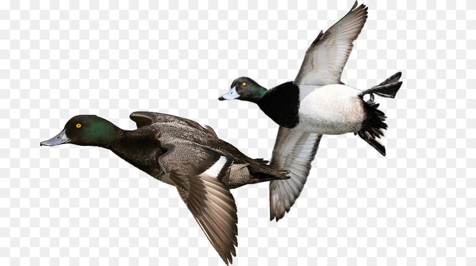 Duck Hunt Duck Diver Duck, Animal, Anseriformes, Bird, Waterfowl Png