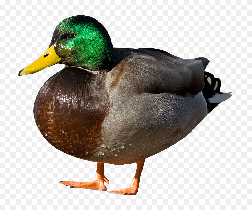 Duck Image, Animal, Anseriformes, Bird, Teal Free Png