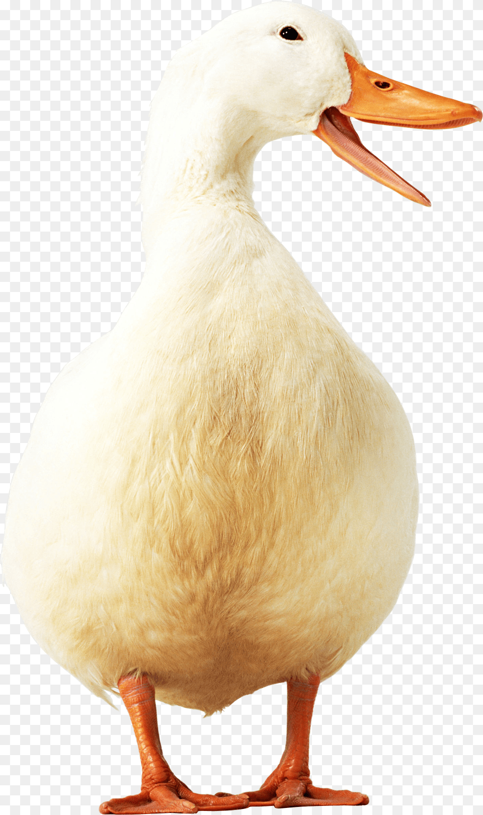 Duck Image Download Duck, Animal, Beak, Bird, Anseriformes Free Transparent Png