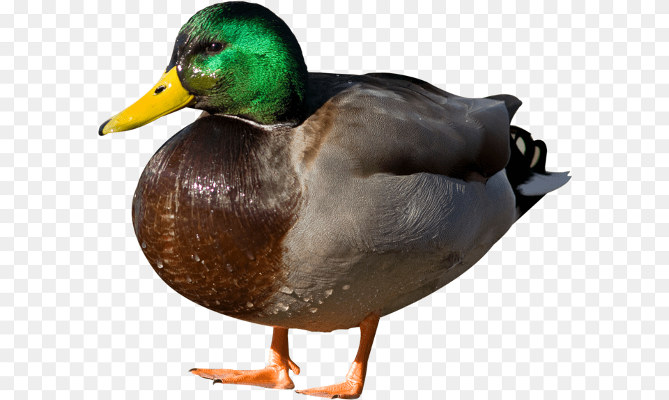 Duck Image Duck, Teal, Animal, Bird, Mallard Free Transparent Png