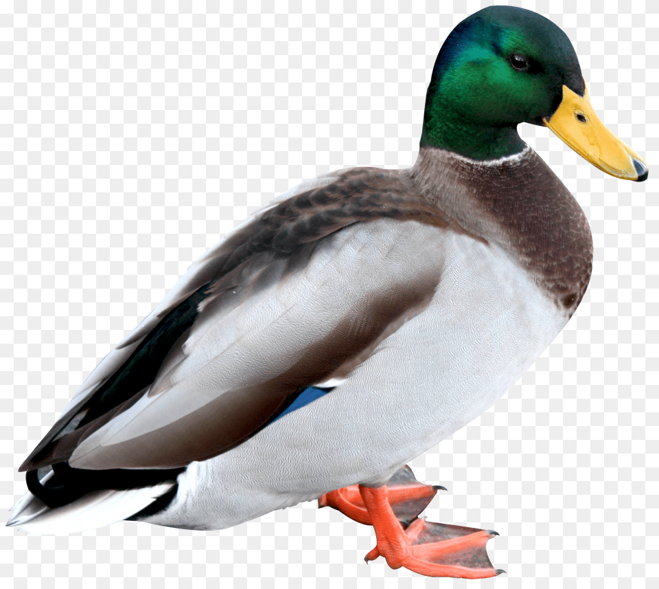 Duck Image Duck, Animal, Anseriformes, Bird, Waterfowl Free Png Download