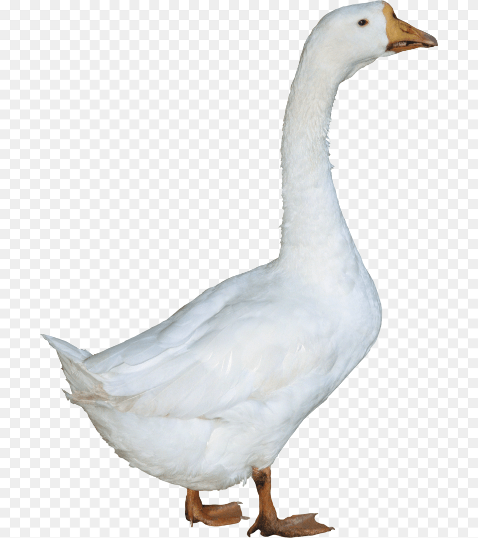 Duck Images Duck, Animal, Bird, Goose, Waterfowl Free Png