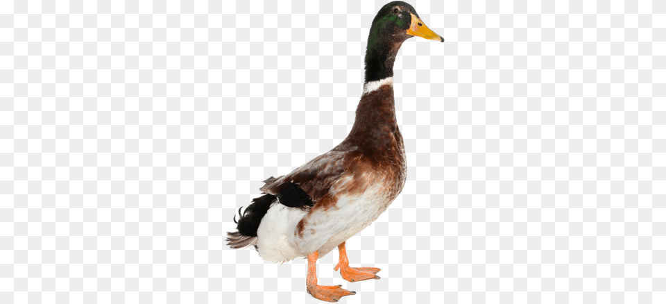 Duck Images Duck, Animal, Anseriformes, Bird, Waterfowl Png Image