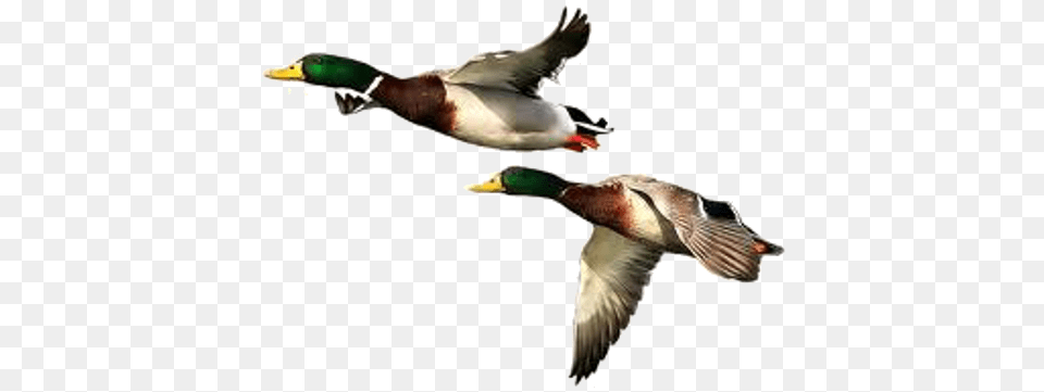Duck Images Transparent, Animal, Bird, Mallard, Waterfowl Png