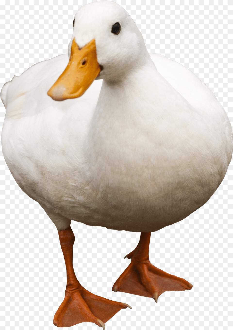 Duck Images Transparent Duck, Animal, Beak, Bird, Anseriformes Png