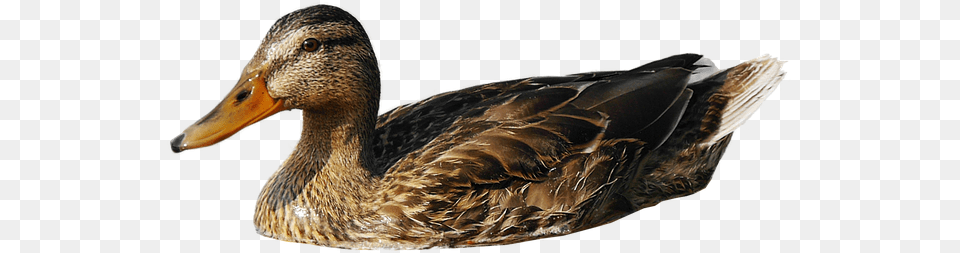 Duck In Water, Animal, Anseriformes, Bird, Waterfowl Png