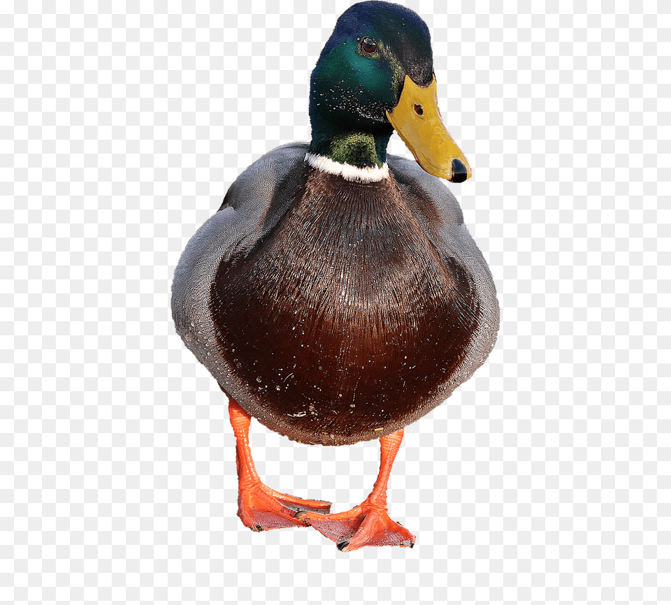 Duck Male, Animal, Anseriformes, Bird, Waterfowl Free Transparent Png
