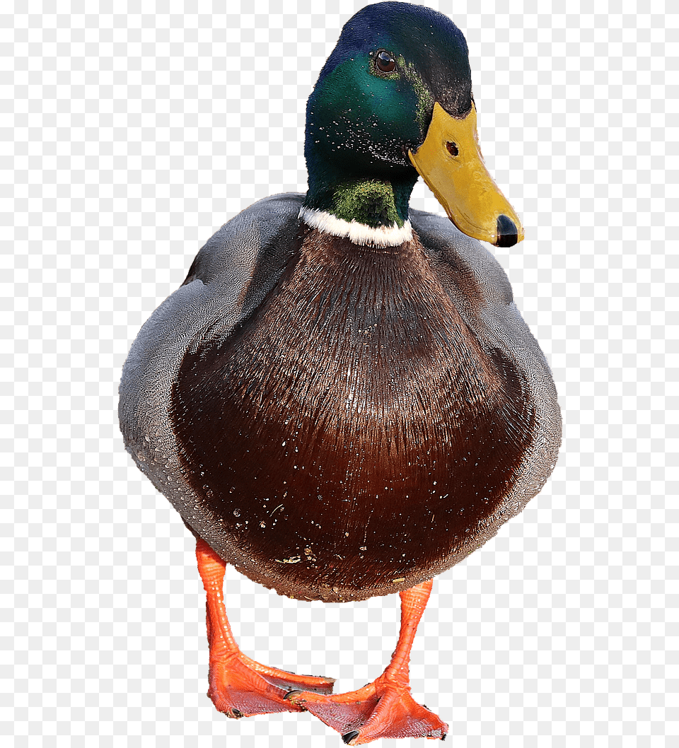 Duck Male Duck Transparent Background, Animal, Waterfowl, Bird, Anseriformes Free Png